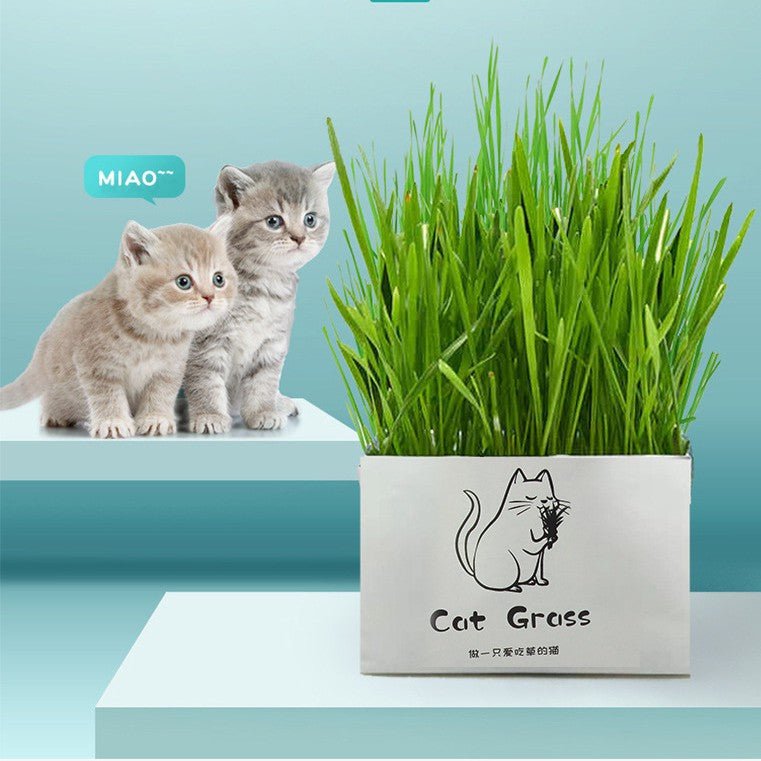 natural cat grass planting kit 70g diy wheat cat grass kit in singapore