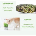 Natural Cat Grass Can – High Nutritional Value Fresh Plant for Cats